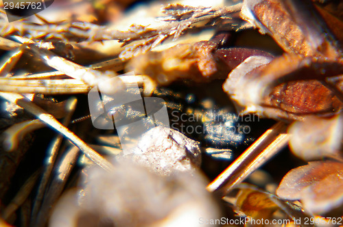 Image of Predator