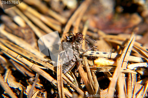 Image of Ant