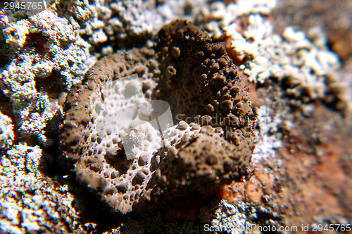 Image of Lichen