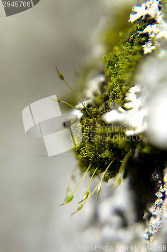 Image of Mossy