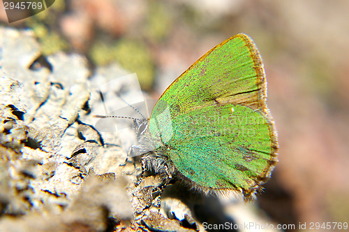 Image of Callophrys rubi