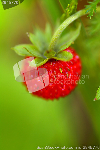 Image of Wild strawberry