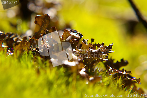 Image of Lichen and moss