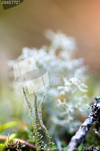 Image of Lichen and moss