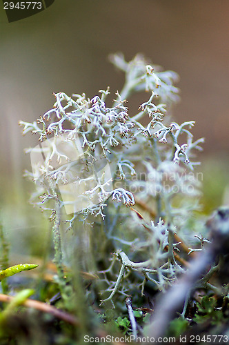 Image of Lichen and moss