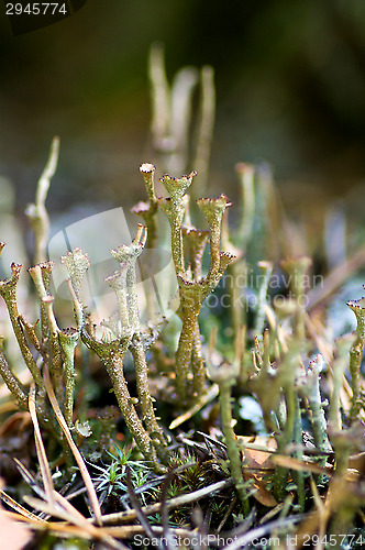 Image of Lichen