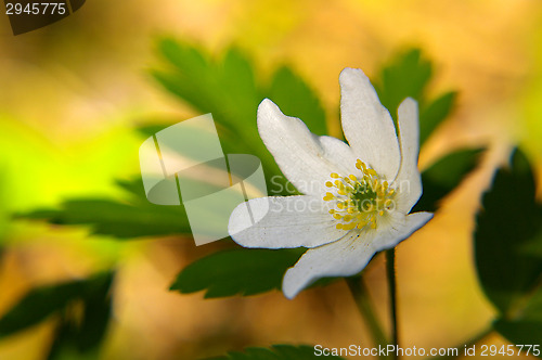 Image of Anemone nemorosa