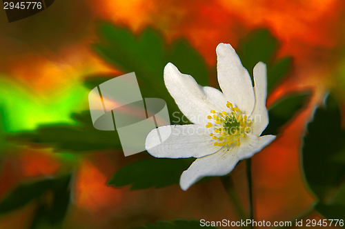 Image of Anemone nemorosa