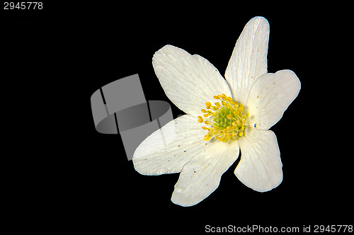 Image of Anemone nemorosa