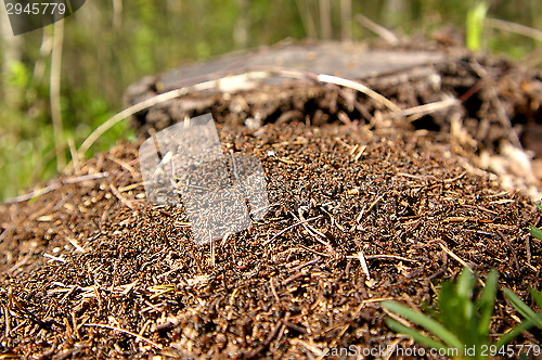 Image of Anthill