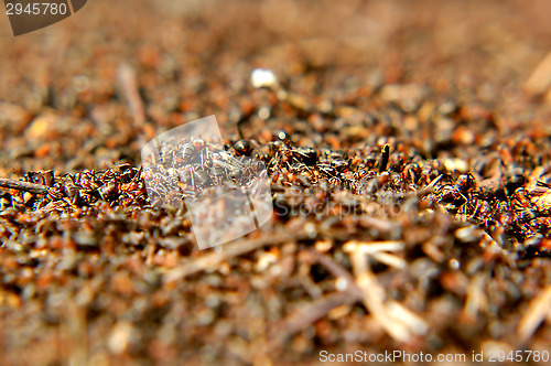 Image of Anthill