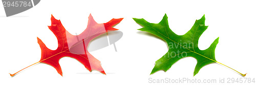 Image of Red and green leafs of oak
