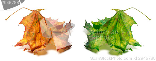 Image of Dry orange and green maple-leaf