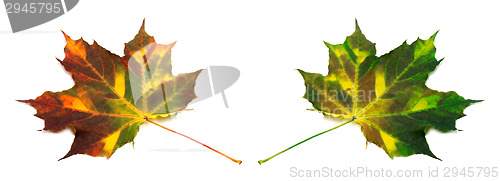 Image of Multicolor autumn maple leafs