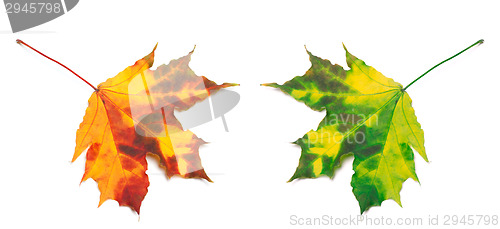 Image of Orange and green yellowed maple-leafs