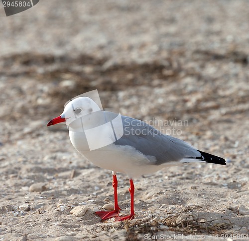 Image of Seagull on sea beach at sun day