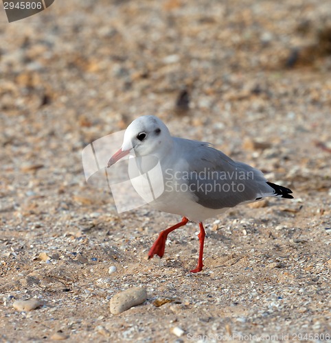 Image of Seagull walking on sand