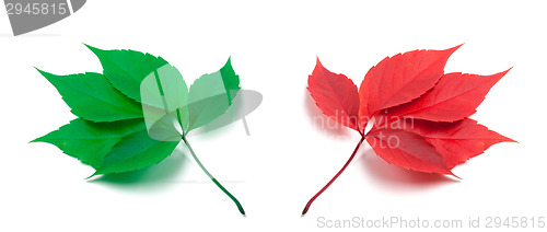 Image of Green and red virginia creeper leaves