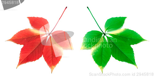 Image of Red and green leafs on white background