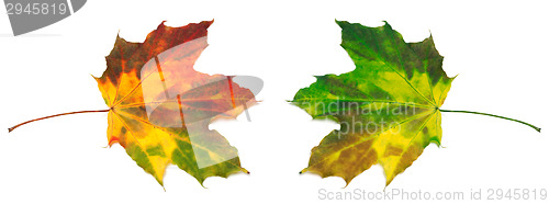 Image of Red and green yellowed maple-leafs
