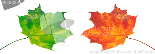 Image of Green and red maple-leafs