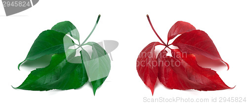 Image of Green and red virginia creeper leaves. Close-up view.