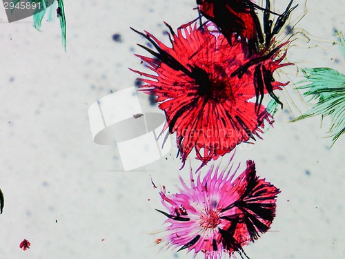 Image of Apple micrograph