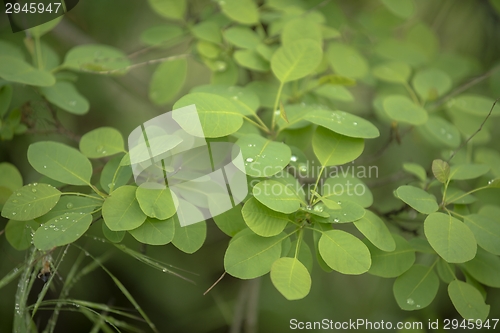 Image of Leaves of fresh green ivy closeup