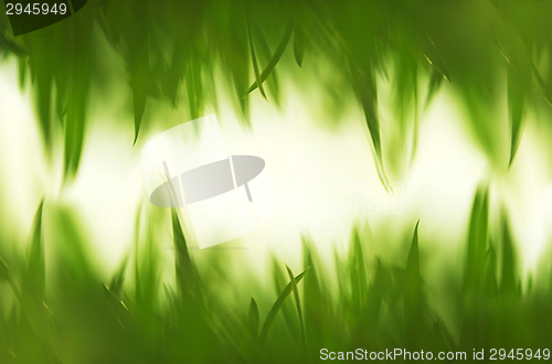 Image of Green vibrant grass background