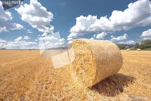 Image of Hay bails on the field