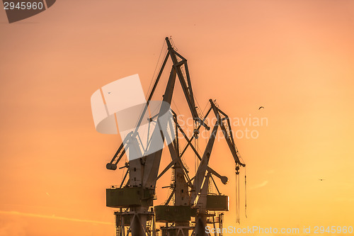 Image of Industrial cargo cranes in the dock