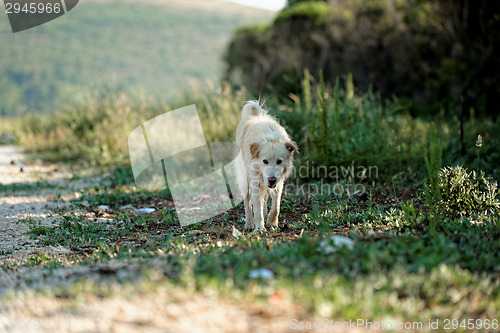 Image of White dog outside on the path