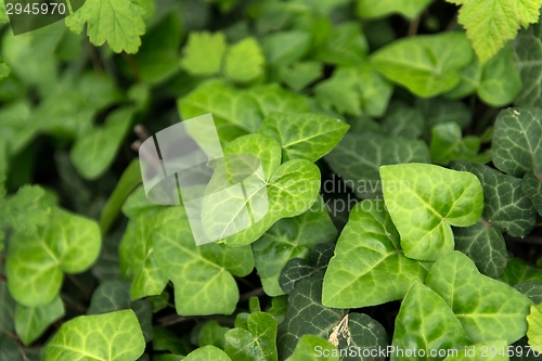 Image of Leaves of fresh green ivy closeup