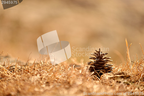 Image of Pine cone on the ground