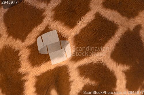Image of Real life Giraffe pattern