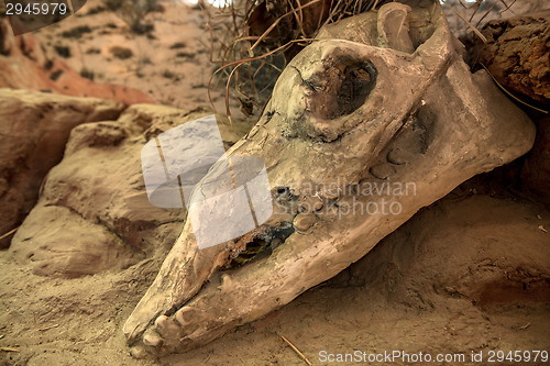 Image of Animal skull on sacking background