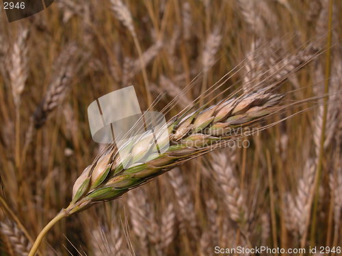 Image of wheat