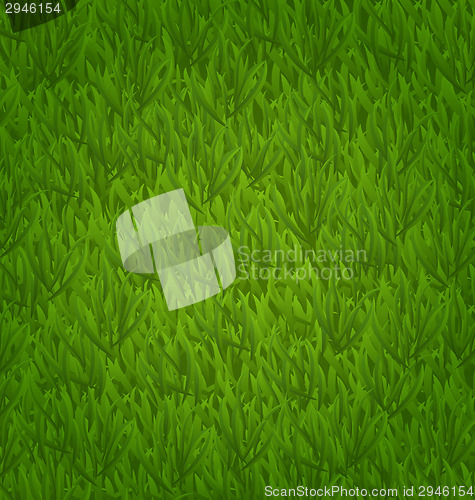 Image of Green grass field, nature background