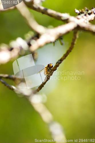 Image of Hoverfly