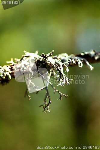 Image of Lichen