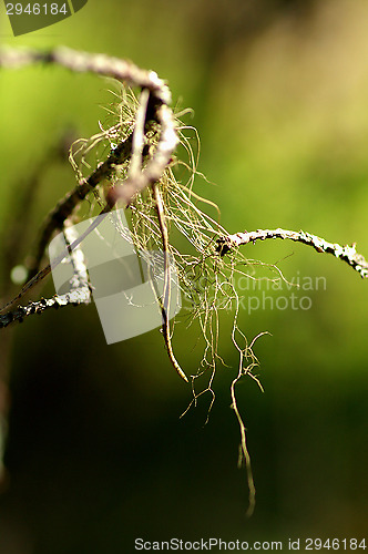 Image of Lichen