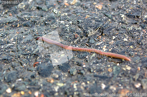 Image of Earthworm