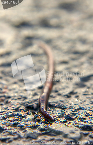 Image of Earthworm