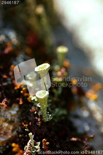 Image of Lichen