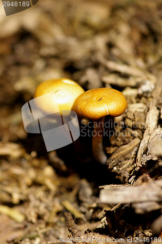 Image of Mushrooms