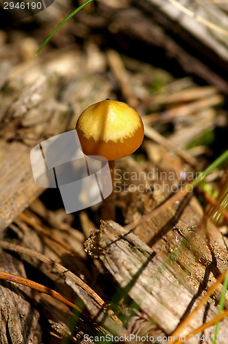 Image of Mushroom