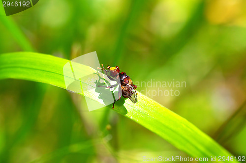 Image of Fly
