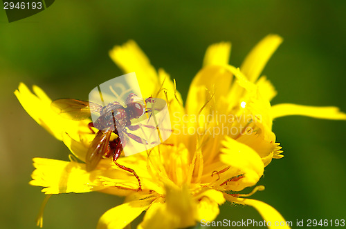Image of Fly