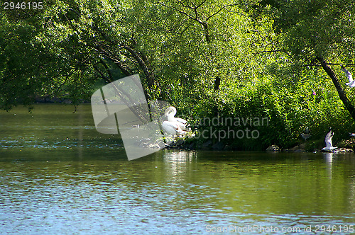 Image of Swans