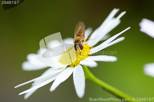 Image of Hoverfly